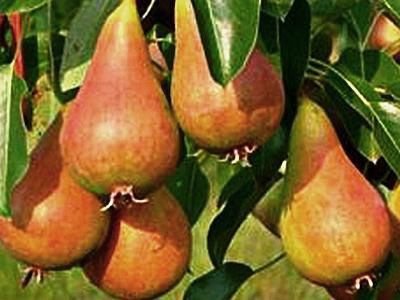 Pomi Fructiferi la Ghiveci (Păr )