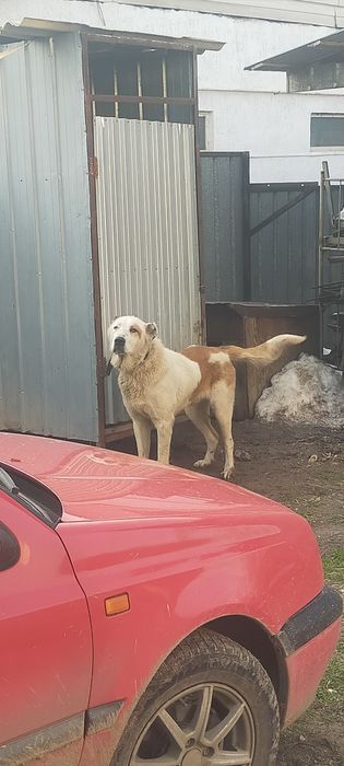 Продам кобеля алабай молодой