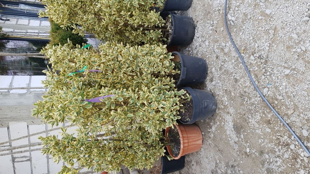 Vindem spirală din Cupresusochiparis leylandy de mai multe dimensiuni