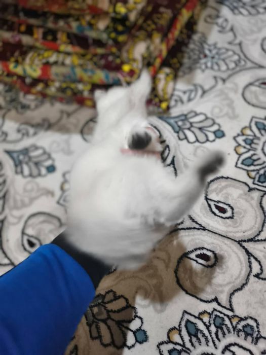 Shinshilalar sotiladi 2dona qorasi va oq ikkalasi teng bir xil