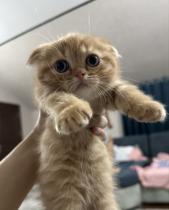 Скотиш фолд  (мальчик) 1 месяц