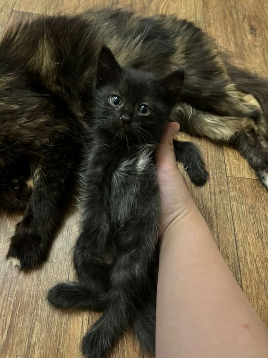 Отдам двух котят срочно!