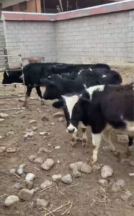 бұқа еркек 10 бас таналар 289000 тг ден