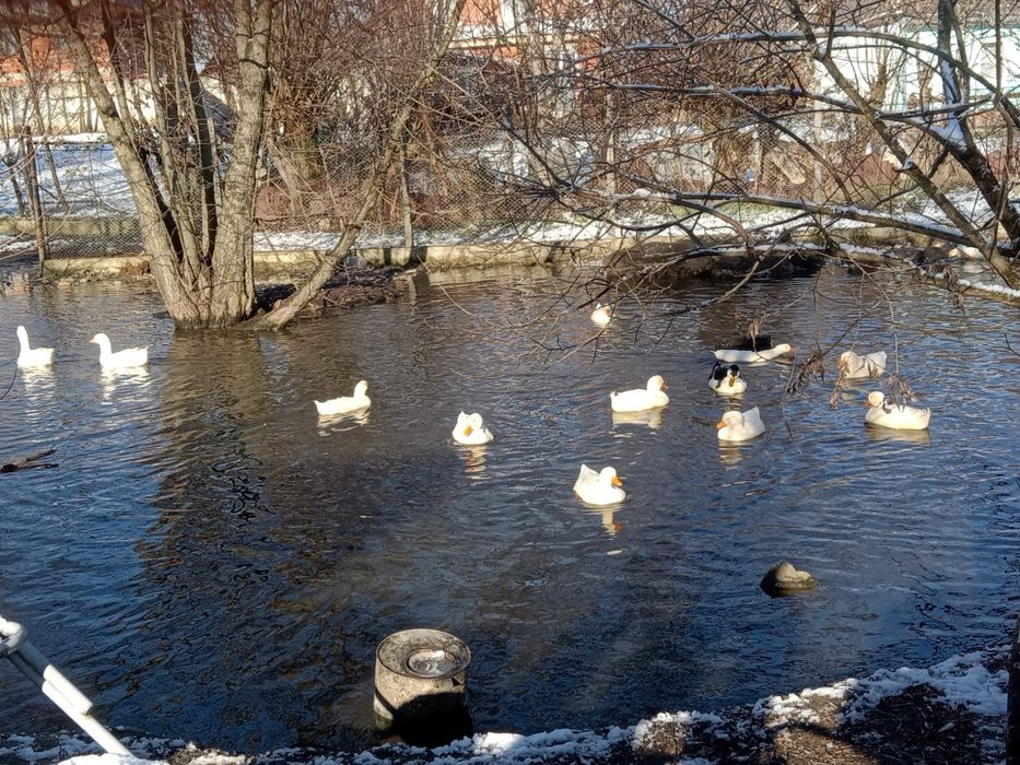 Vand Gâste si ratoi