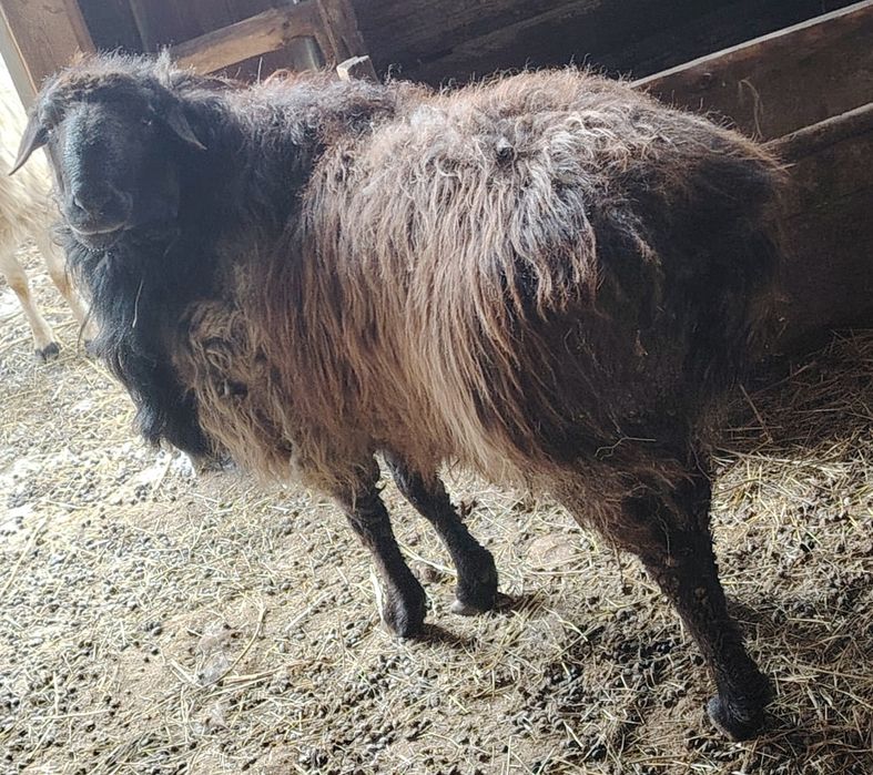 Қошқар сатылады, семіз, жемде тұрған