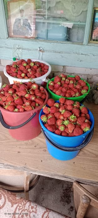 Продам домашнии цветы