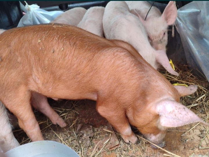 Поросята 2 месяца