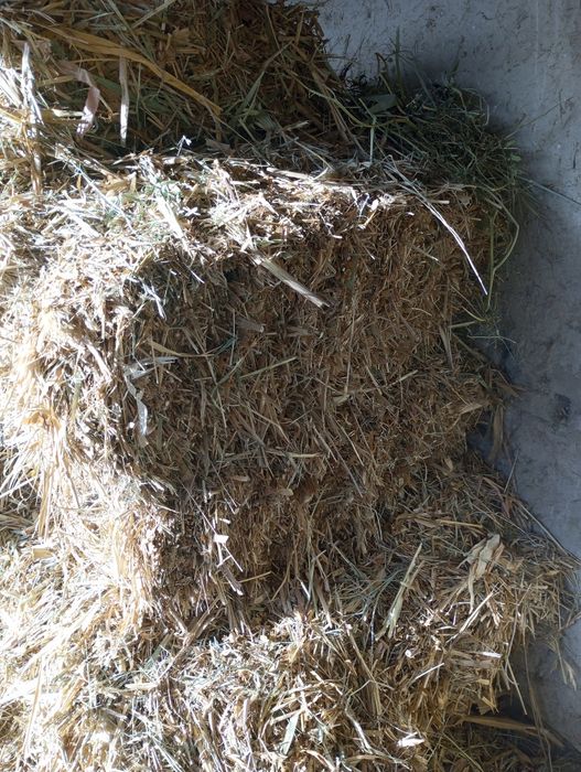 Quritilgan maka sotiladi