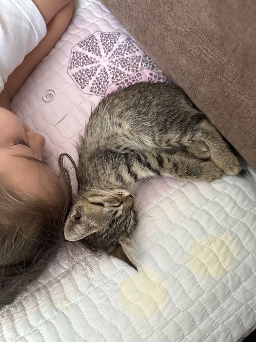 Кошечка домашняя