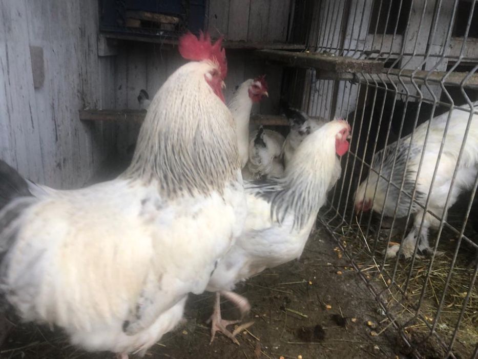 Familii de gaini 3+1 rase mari 1 an