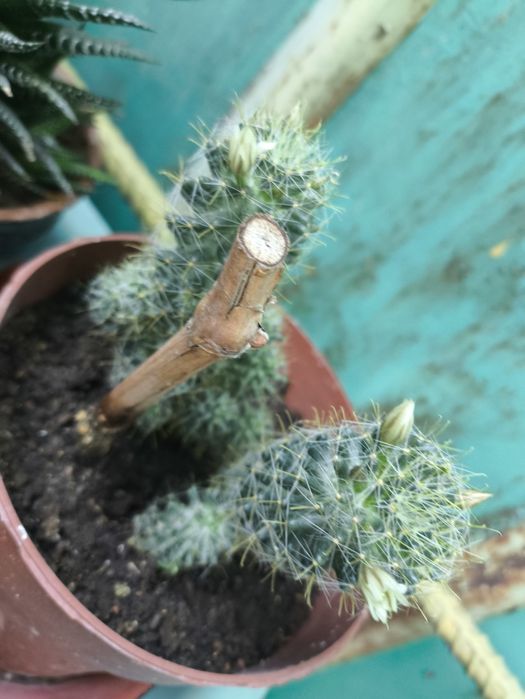 Цветы из дома  .