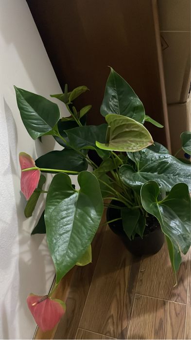 Мужское счастье