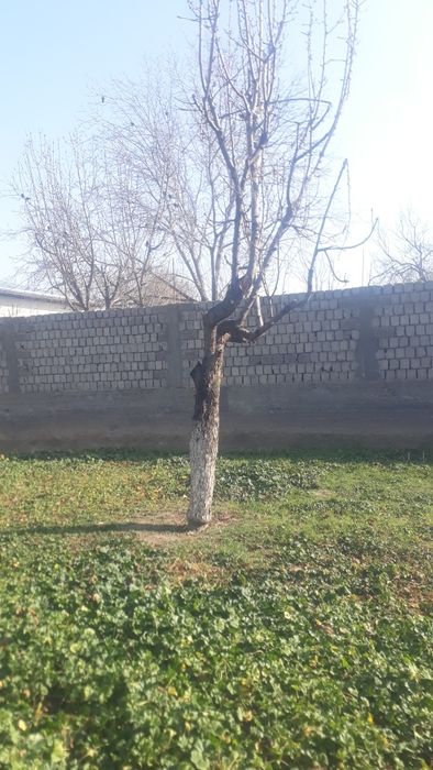 Деревья Один камаз