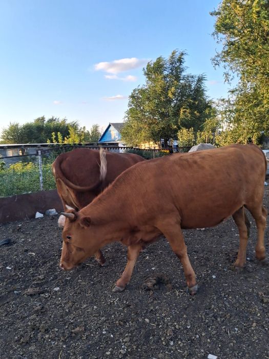 Продам молодняк 17 голов