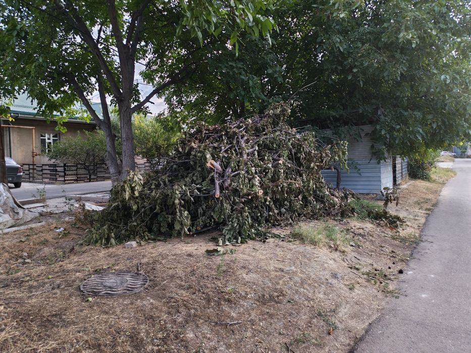 Бесплатно Текинга Дрова, утин