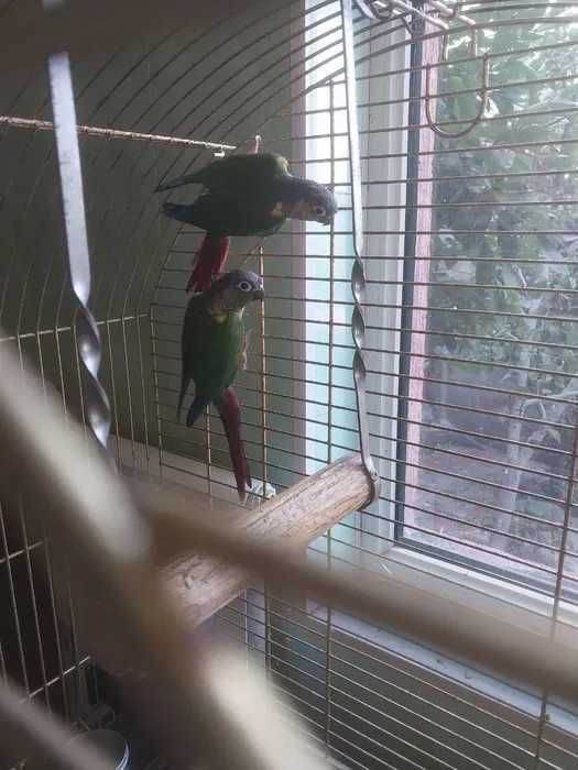 Рабочая пара попугаев.