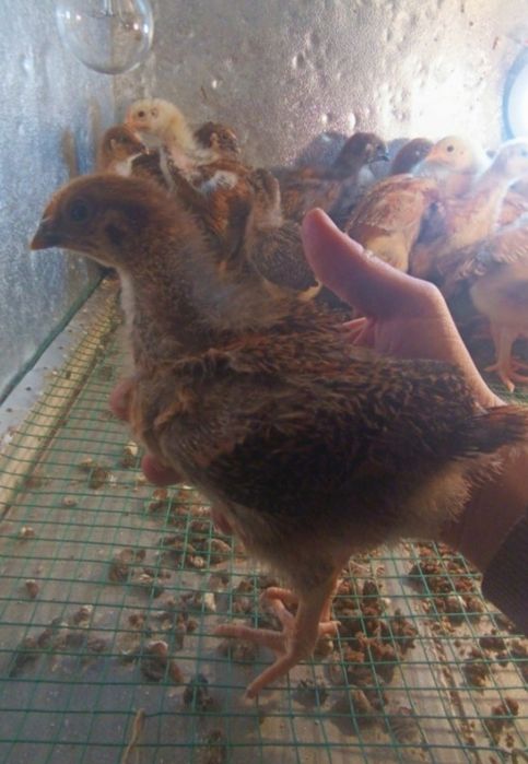 Цыплята корейской породы Ханхяп