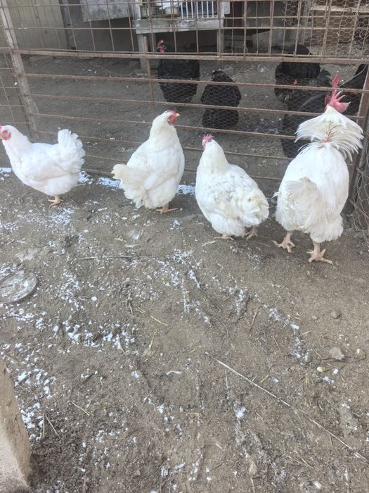 Продават се кокошки