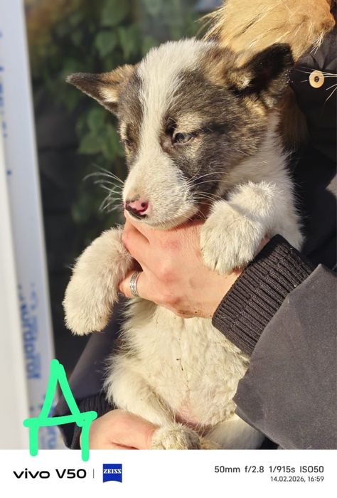 Милые щенки ищут дом!