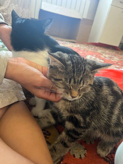 5 месячные котята ищут дом