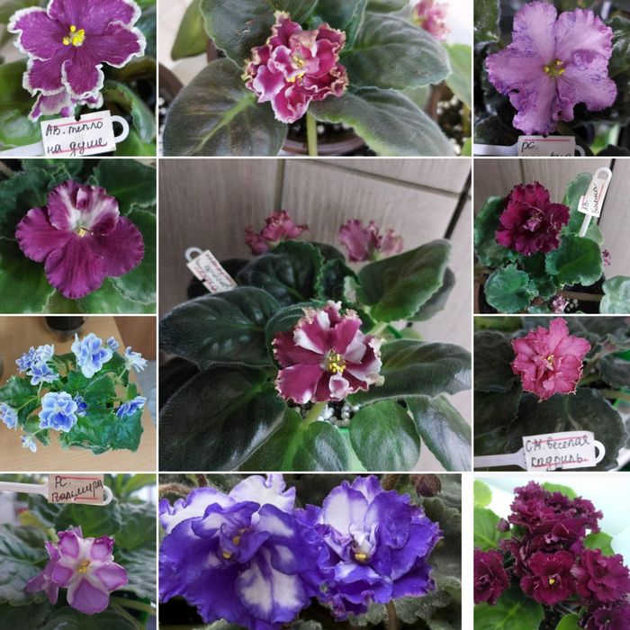 Цветы **р а з н ы е **цветы