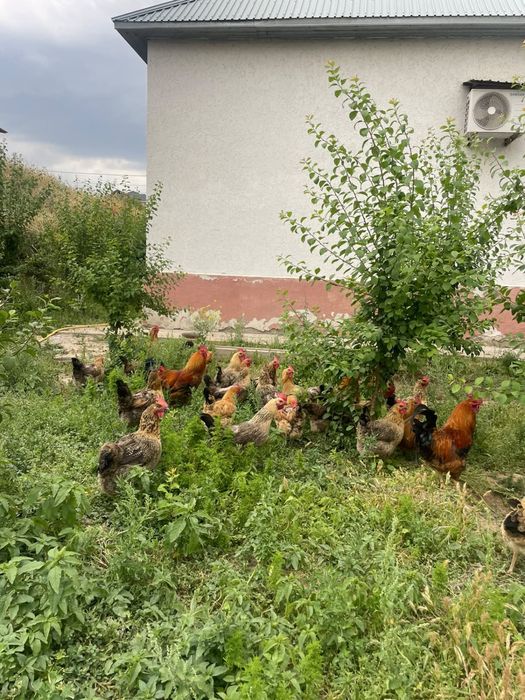 Кучинский тауықтар сатылады