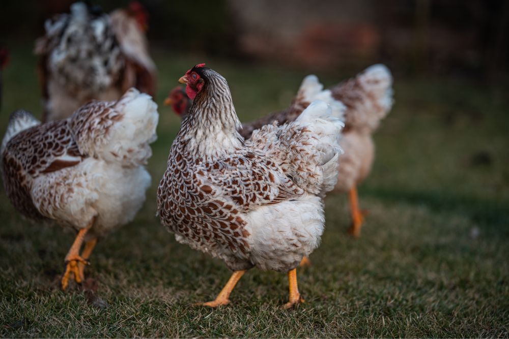 Oua pentru incubat gaini Wyandotte Splash