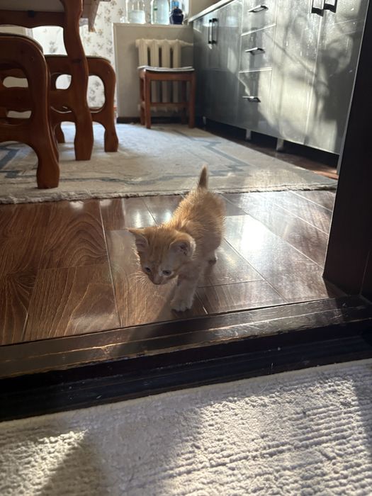 Котёнок девочка отдам даром
