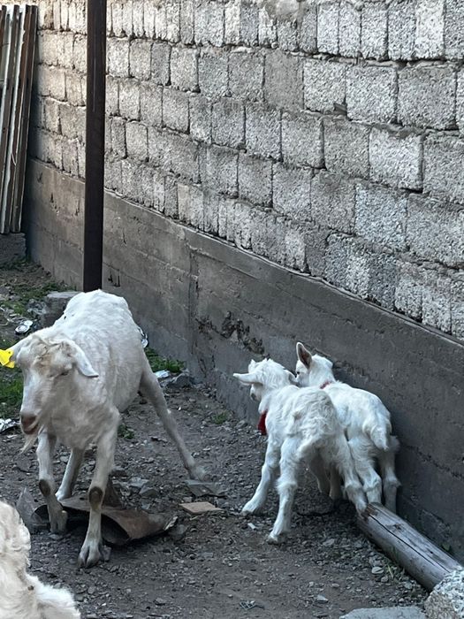 Сүтті сауын ешкілер