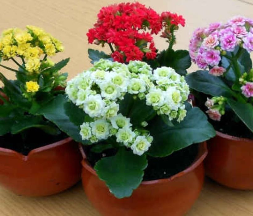 Цветы для дома от 500