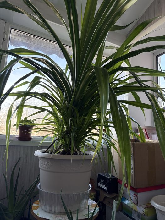 Продам комнатное растение