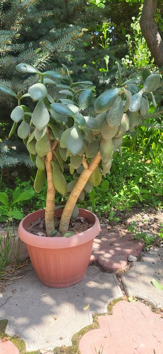 Красула, толстянка