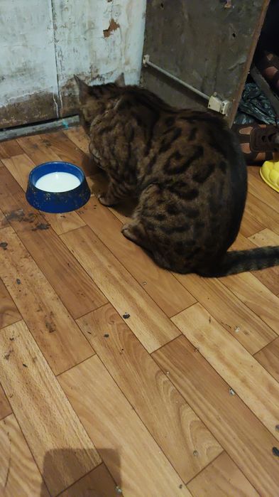 Кошка Бенгальский