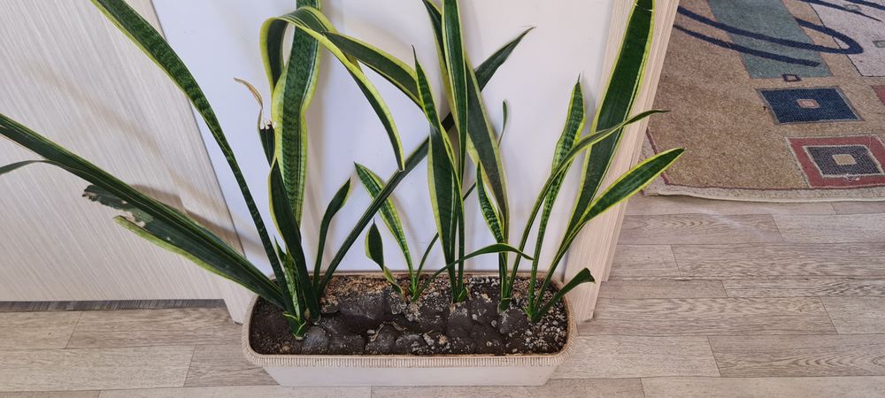 Щучий хвост. Цветок.