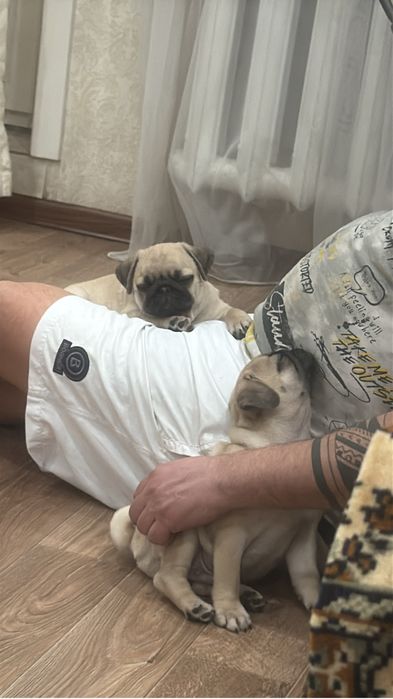 Элитные щеноки Мопса!