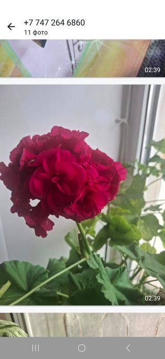 Продам домашние цветы