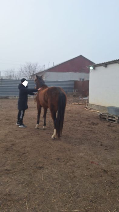 7 жасар айгыр сатылат