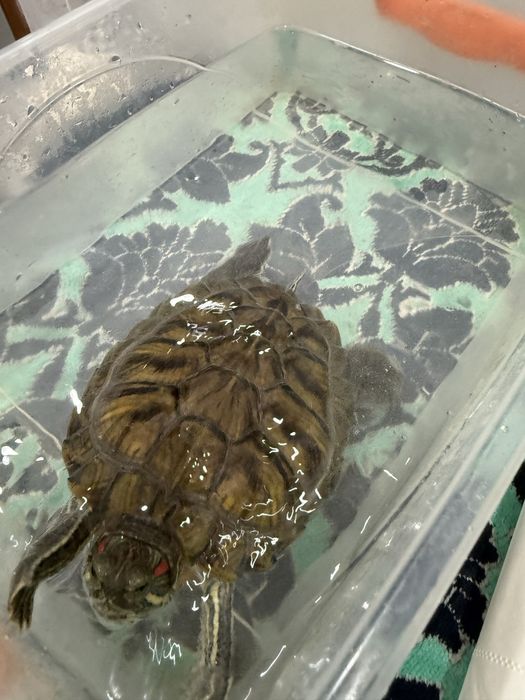 Черепаха красноухая