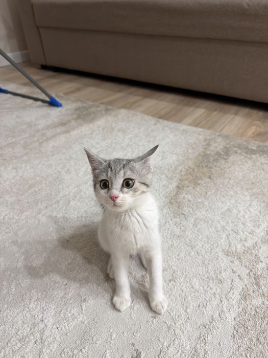 Котенок 3 месяца