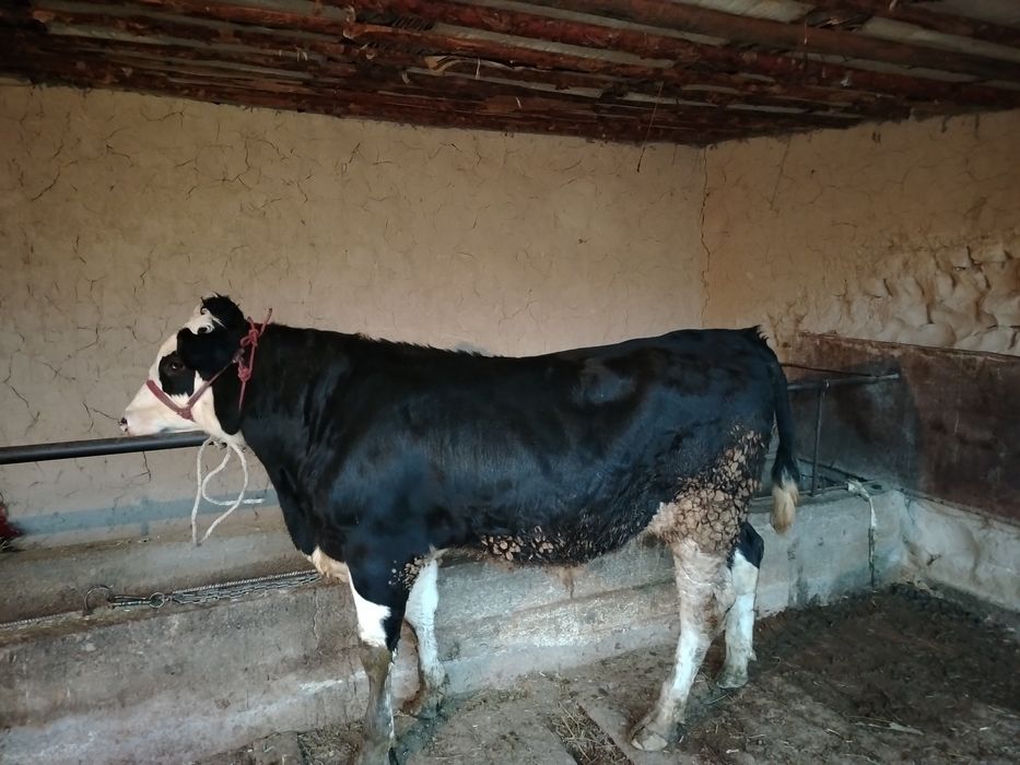 Чёрный пестро  8айлык сатылады