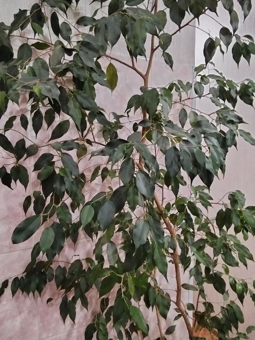 Продается высокий фикус