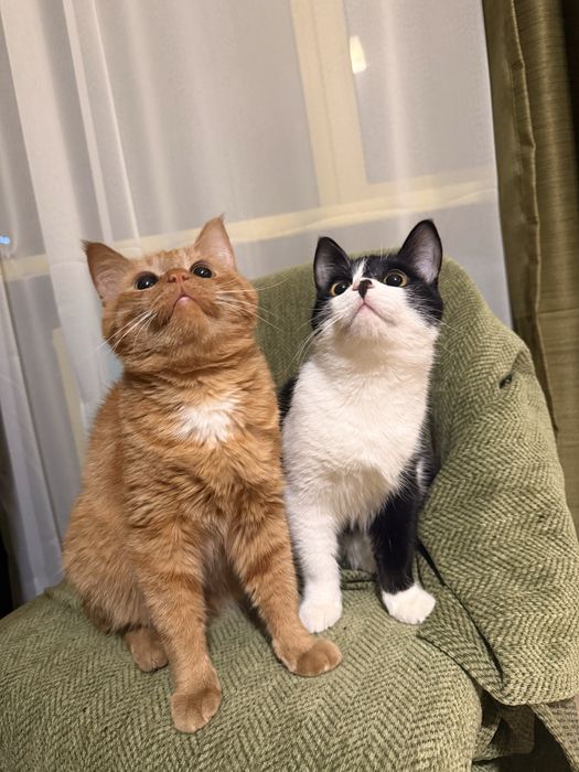 Отдам двух котов вместе в хорошие руки