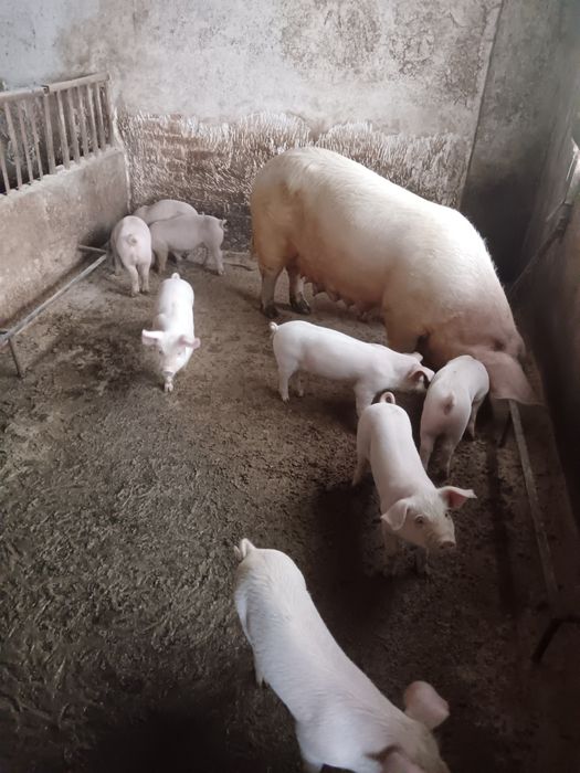 Продавам малки прасета