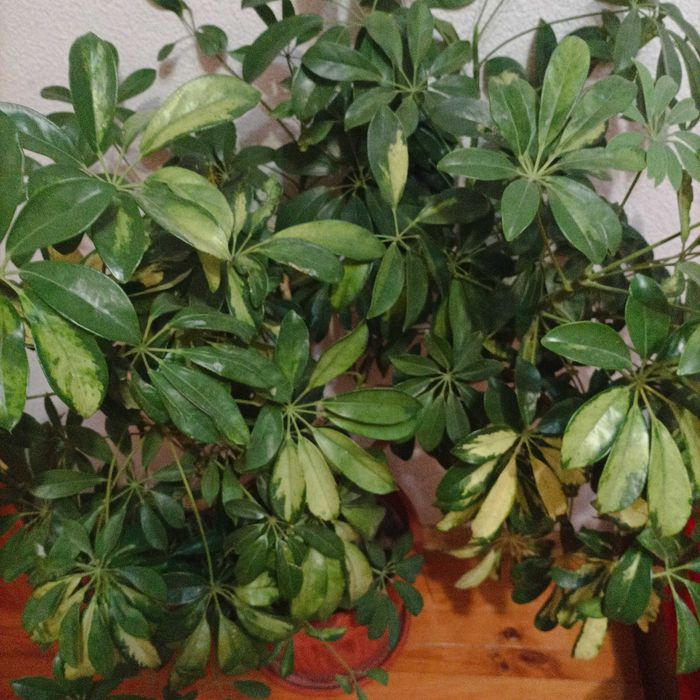 Плододаващо лимоново дърво и шефлера