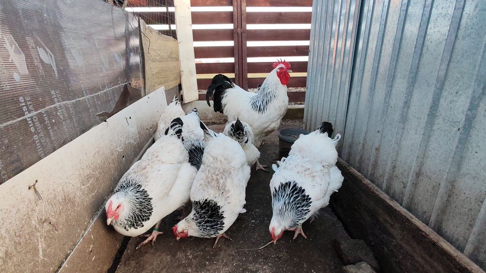 Ouă pt incubat Sussex HD