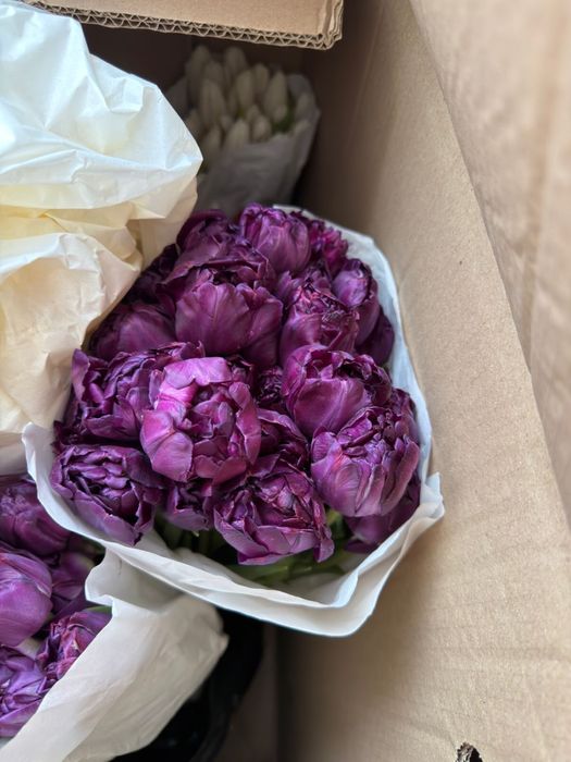 Тюльпаны свежие красивые крупные