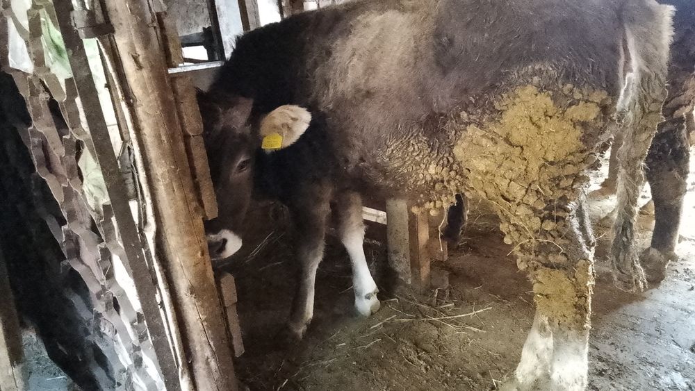 Телка алатауская