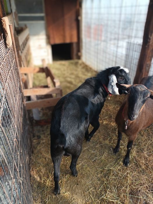 Vând țap anglo-nubian