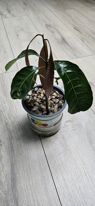 Copacel mango 30cm