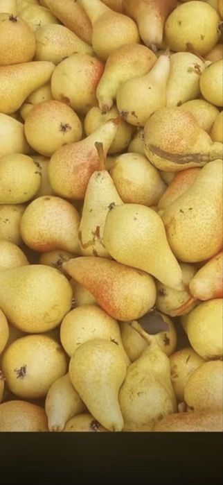 Pere pentru tuica